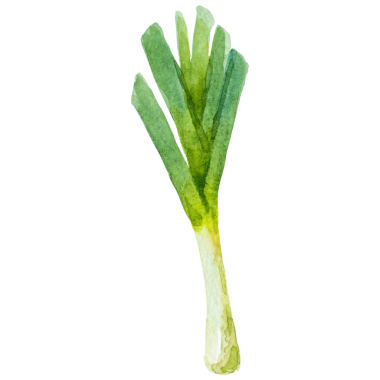 Pırasa boyalı suluboya. El çizimi taze gıda tasarımı elementi