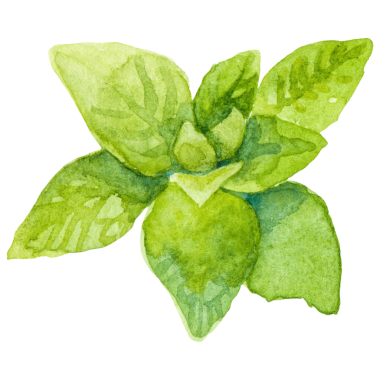 Suluboya kekik otu. El çizimi taze gıda tasarım elementi