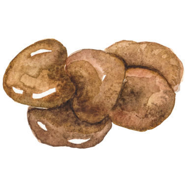 Suluboya boyalı istiridye mantarı El taze gıda tasarımı çizdi