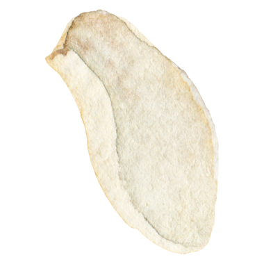 Sarımsak boyalı suluboya. El çizimi taze gıda tasarım elementi