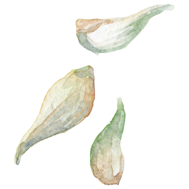 Sarımsak boyalı suluboya. El çizimi taze gıda tasarım elementi