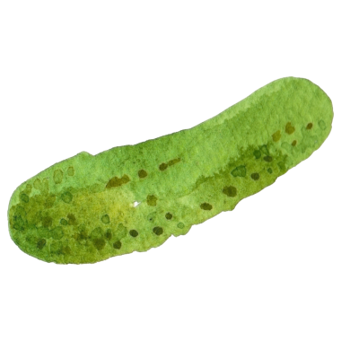 Suluboya boyalı salatalık. El çizimi taze gıda tasarım elementi beyaz arka planda izole.