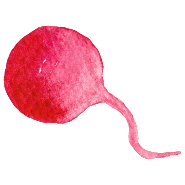 Suluboya boya turp. El çizimi taze gıda tasarım elementi