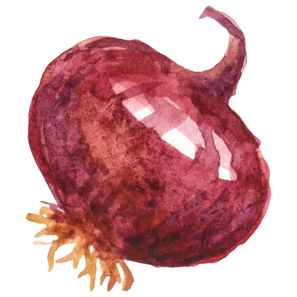 Suluboya boyalı soğan. El çizimi taze gıda tasarımı elementi