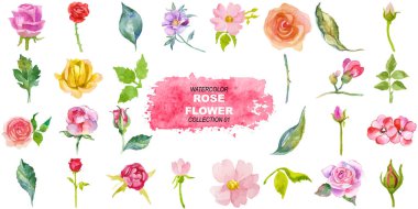 Vektör suluboya gül çiçekleri. El çizimi tasarım ögeleri beyaz arkaplanda izole edildi.