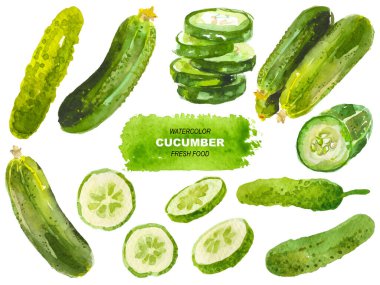 Salatalık boyalı vektör suluboya. El çizimi tasarım ögeleri beyaz arkaplanda izole edildi.