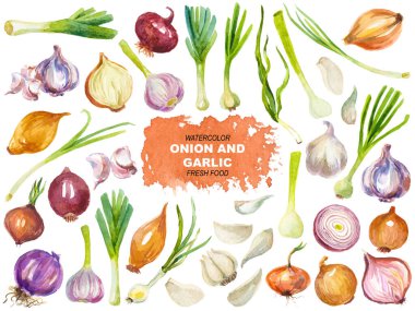 Sarımsak ve soğan boyalı vektör suluboya. El çizimi tasarım ögeleri beyaz arkaplanda izole edildi.