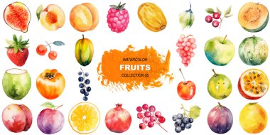 Vektör suluboya meyveler. El çizimi taze gıda tasarım elementleri beyaz arka planda izole