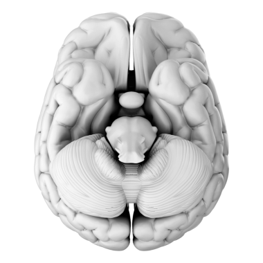 İnsan beyninin 3 boyutlu görüntüsü beyaz arkaplanda izole edildi