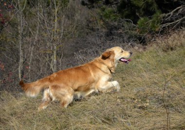 dağlarda bir yürüyüş te altın retriever