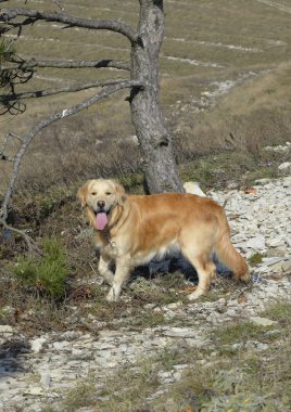 dağlarda bir yürüyüş te altın retriever