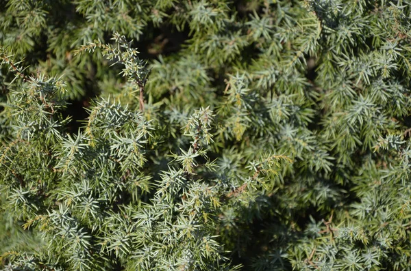 Mountain Plants Berries — Stock Photo, Image