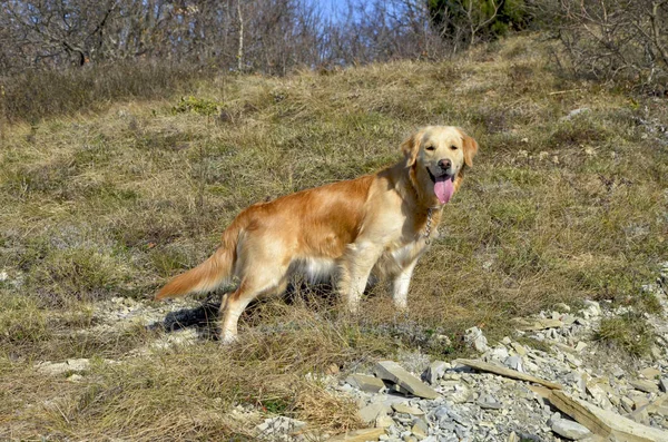 dağlarda bir yürüyüş te altın retriever