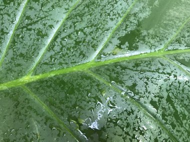 ' tam çerçeve içinde gün ışığı fil kulağı bitkisinin koyu yeşil renk yaprak ıslak