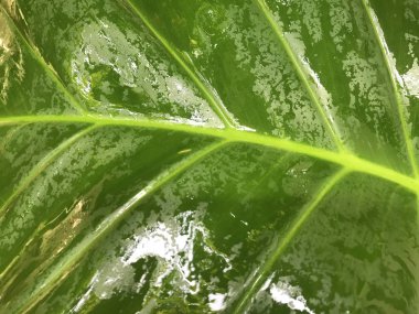 tam ıslak ışık yeşil yaprak güzel güneşli ışık fil kulağı bitkisinin çerçevesinde