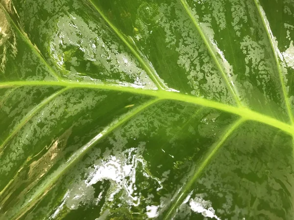 tam ıslak ışık yeşil yaprak güzel güneşli ışık fil kulağı bitkisinin çerçevesinde