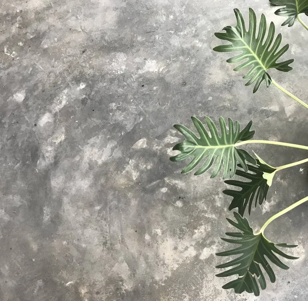 yeşil xanadu bitki dalları ve yaprakları sert parlak gri çimento zemin üzerine güzel desen