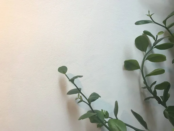 Belle Plante Grimpante Verte Sur Fond Mur Blanc Avec Lumière — Photo