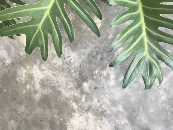 绿色世外桃源植物大叶在粗抛光灰色水泥地板上的美丽图案 — 图库照片