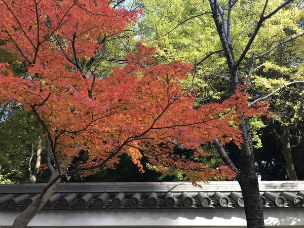 Skönheten Höstsäsongen Och Traditionell Japansk Arkitektur Runt Koishikawa Korakuen Park — Stockfoto