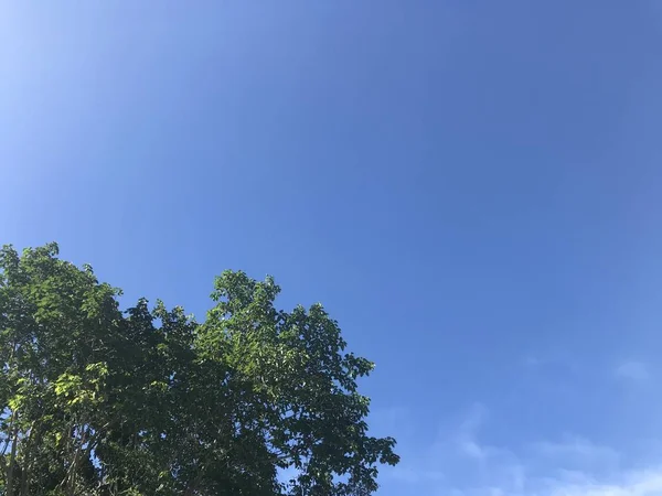 Вершине Большого Зеленого Дерева Ясным Ярко Голубым Небом Облака Естественном — стоковое фото