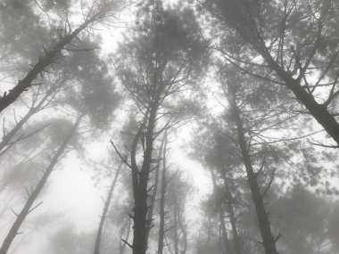 çam ağaçlarının ortasında soğuk sabah siste çok