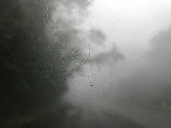 Floresta Pinheiros Nebulosos Estrada Com Chuvas Estação Chuvosa Manhã Fria — Fotografia de Stock