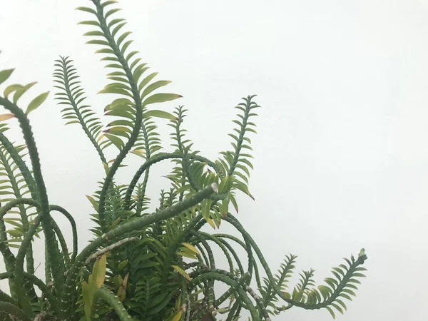 amazing shape of green fern plants with white background