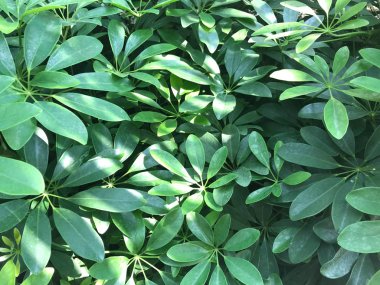 gün ışığında yeşil yaprak bitki çalı tam kare çekim