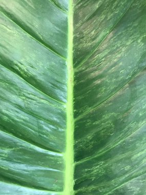 gün ışığında koyu yeşil fil kulak bitkisinin yaprağının ortasında