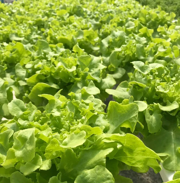 lettuce green oak vegetable on hydroponic garden