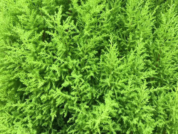 ortak ardıç çalı veya bilimsel adı ardıç communis olduğunu