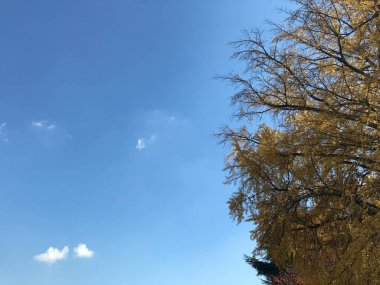 parlak mavi yaz gökyüzü ve küçük beyaz bulutlar ile büyük sarı ginkgo ağacı