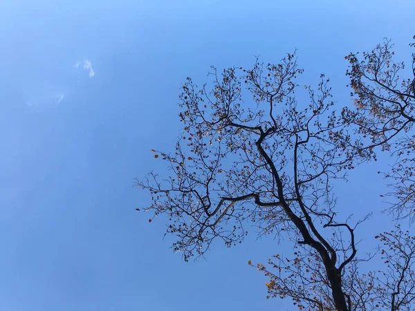 Bela estrutura de árvore grande com céu de verão azul brilhante — Fotografia de Stock