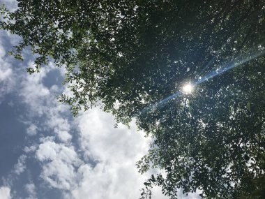 güneş ışığı parlak mavi gökyüzü ile siyah afara ağacının yeşil yaprakları ile parlar