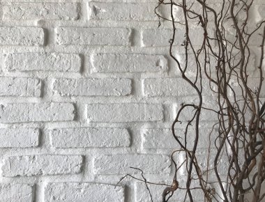 Koyu kahverengi sürünen bitkilerle beyaz tuğla duvar.