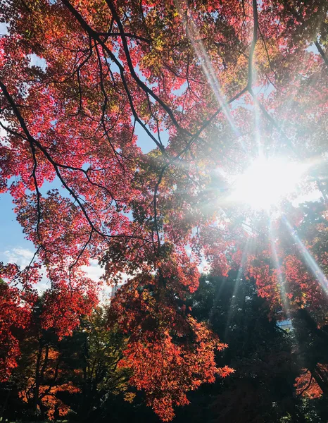 Chamas de sol brilhantes brilha através de belas árvores de bordo vermelho — Fotografia de Stock