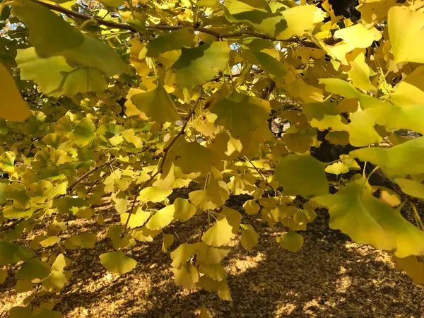 Luz solar brilha em folhas de ginkgo amarelo com folhas de ginkgo amarelo caiu em todo o chão — Fotografia de Stock