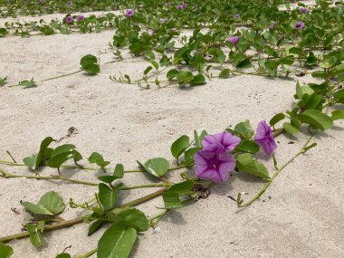 Menekşe plajı sabah çiçekleri yeşil sarmaşıklarıyla beyaz kumların üzerinde, parlak gün ışığında, arka plan için kullanılıyor.