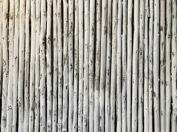 Beyaz boyalı küçük kauçuk ağaç sapı duvarının arka planı tam kare çekimde