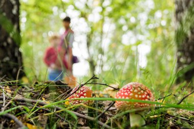 ormanda, yaz, mantar seçiciler amanitas büyüyor