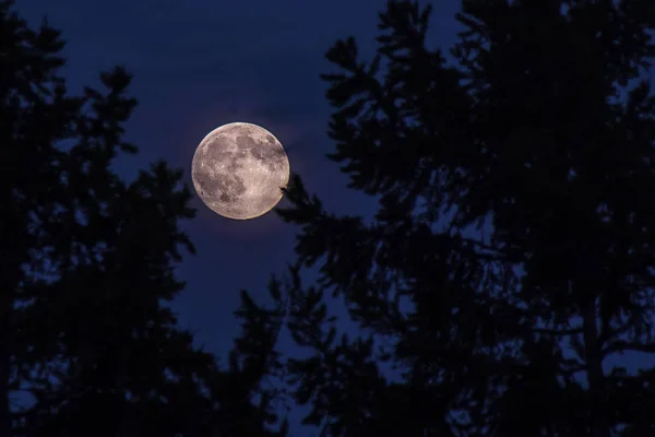 Pleine Lune Dans Les Pins — Photo