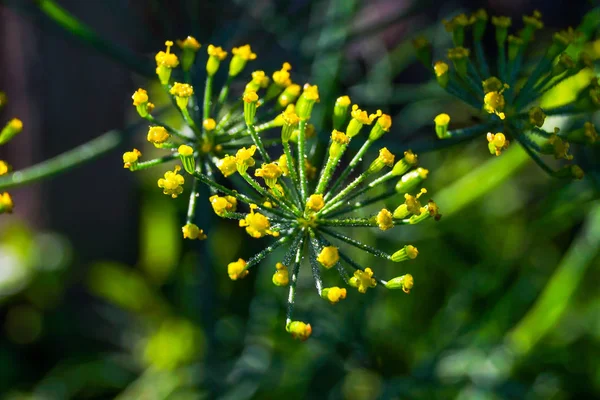 yellow fennel flower with dew drops close up