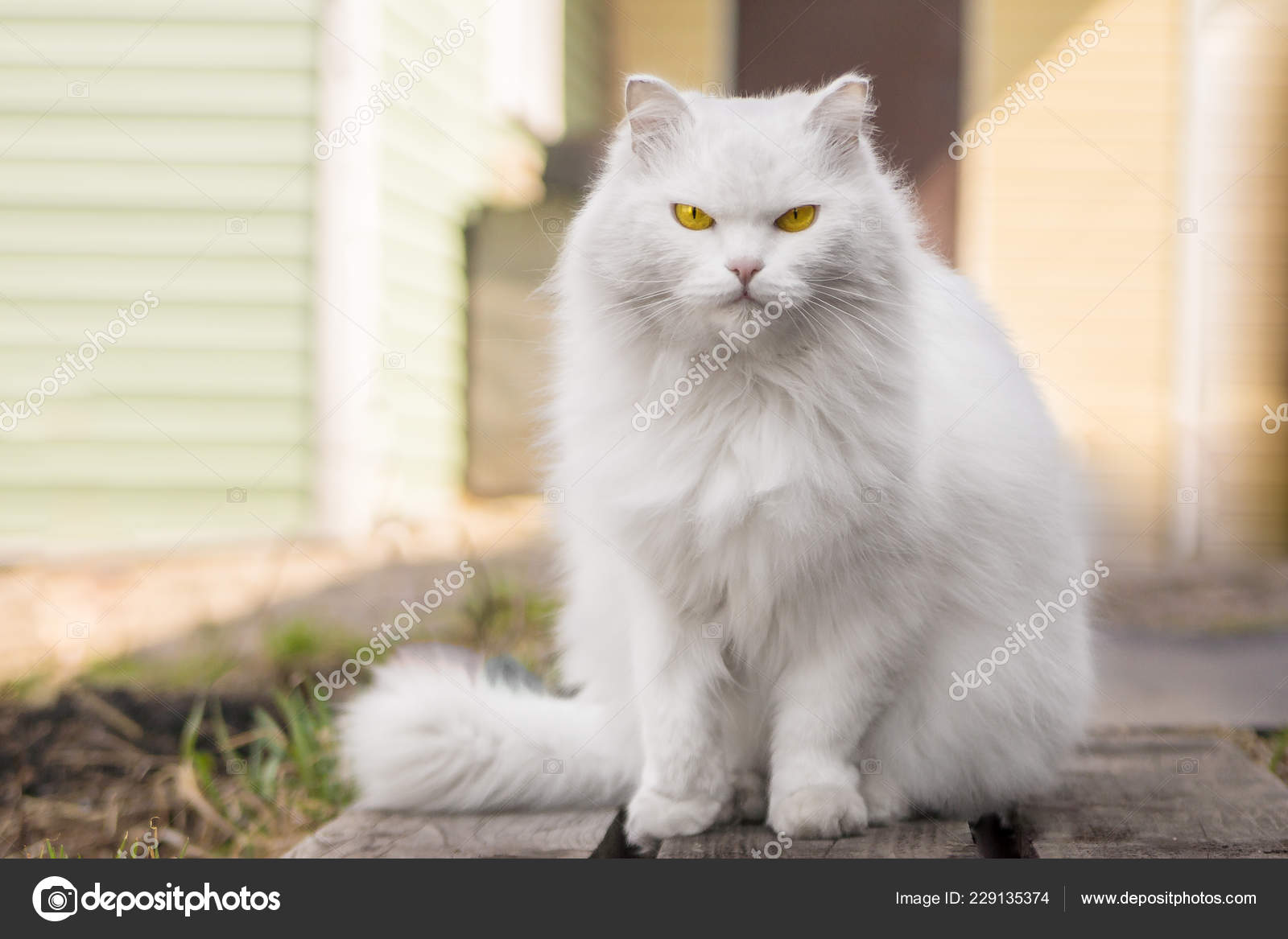 Big white cat on the background of the 