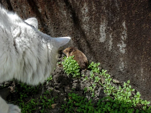 Bílá kočka chytit myš v trávě — Stock fotografie