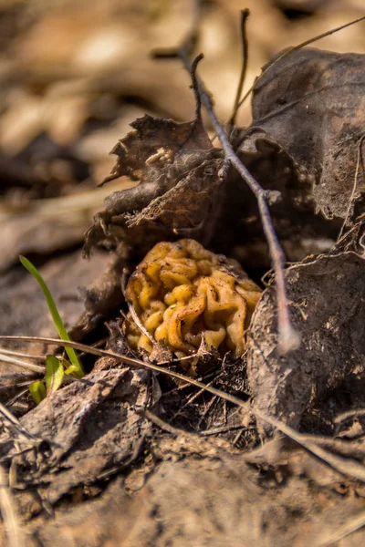 O cogumelo de primavera de Morel cresce da velha folhagem — Fotografia de Stock