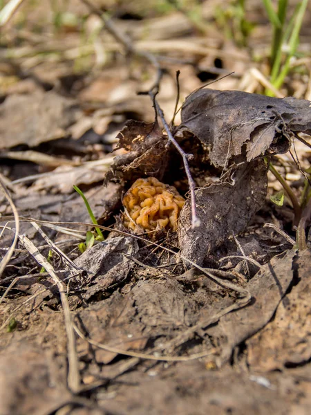 O cogumelo de primavera de Morel cresce da velha folhagem — Fotografia de Stock