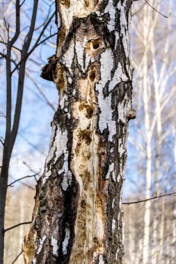 Huş ağacı üzerinde ağaçkakan izleri