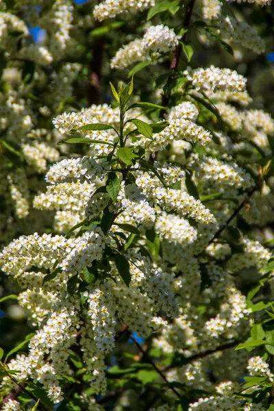 Principios de primavera en las heladas florece cerezo pájaro — Foto de Stock