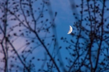 yapraksız ağaçların dalları ile ay